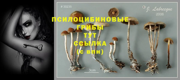 PSILOCYBIN Губаха